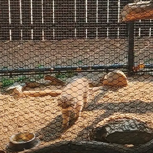 グレート・プレーンズ動物園のカズの写真