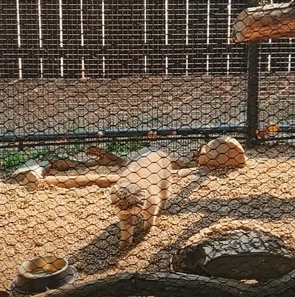 グレートプレーンズ動物園のカズの写真