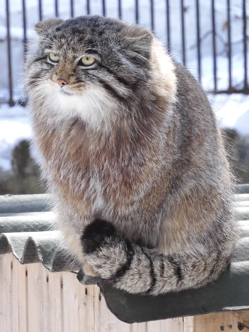 ノヴォシビルスク動物園のグレイの写真