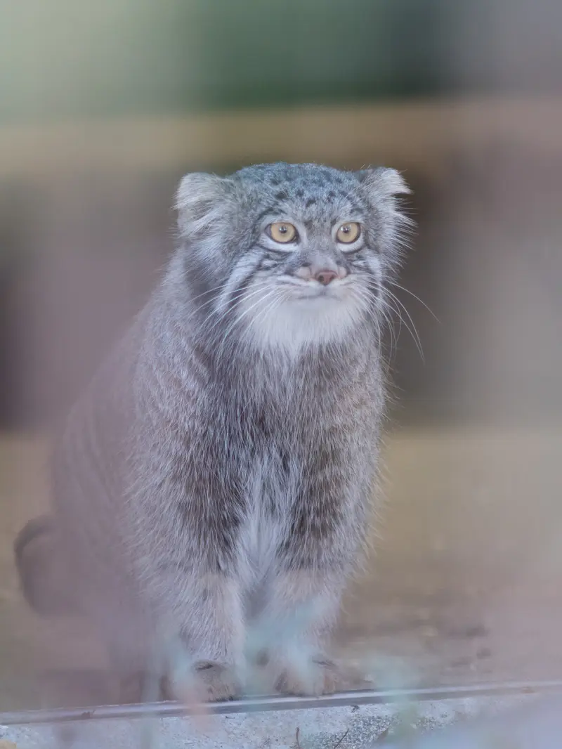 野毛山動物園のフィーガの写真