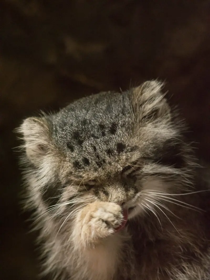 恩賜上野動物園のクリョンの写真