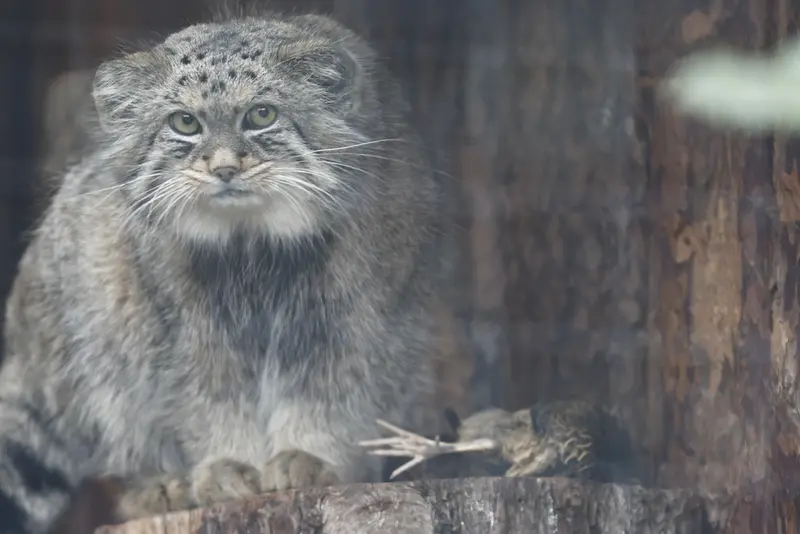 レニングラード動物園のシューの写真