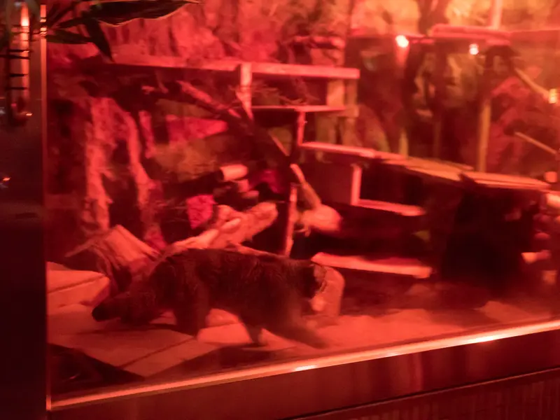 恩賜上野動物園のナイマの写真