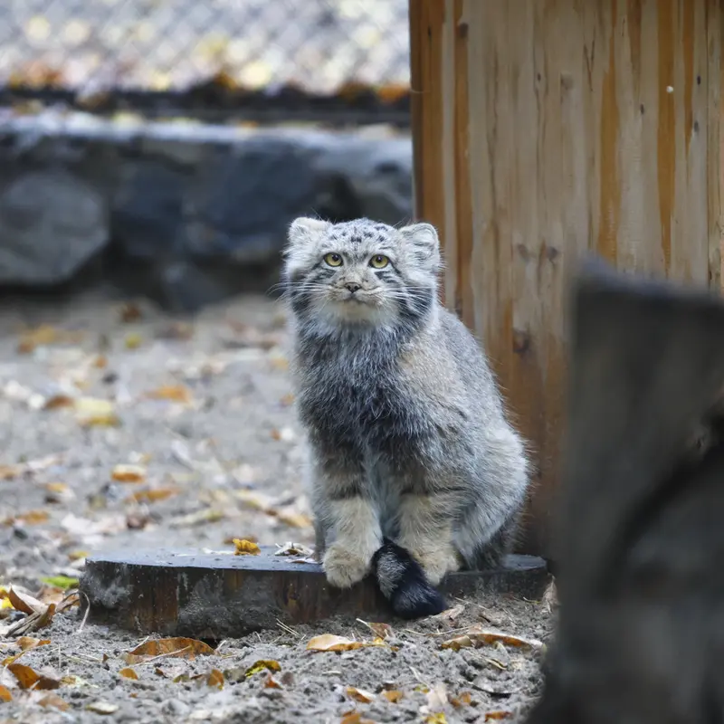 ノヴォシビルスク動物園のスネジャナの息子 b.2026 Ⅰの写真