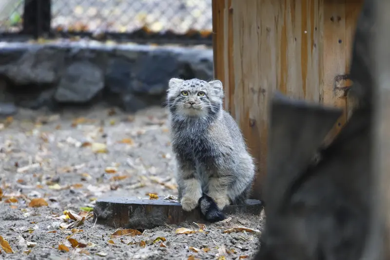 ノヴォシビルスク動物園のスネジャナの息子 b.2026 Ⅰの写真