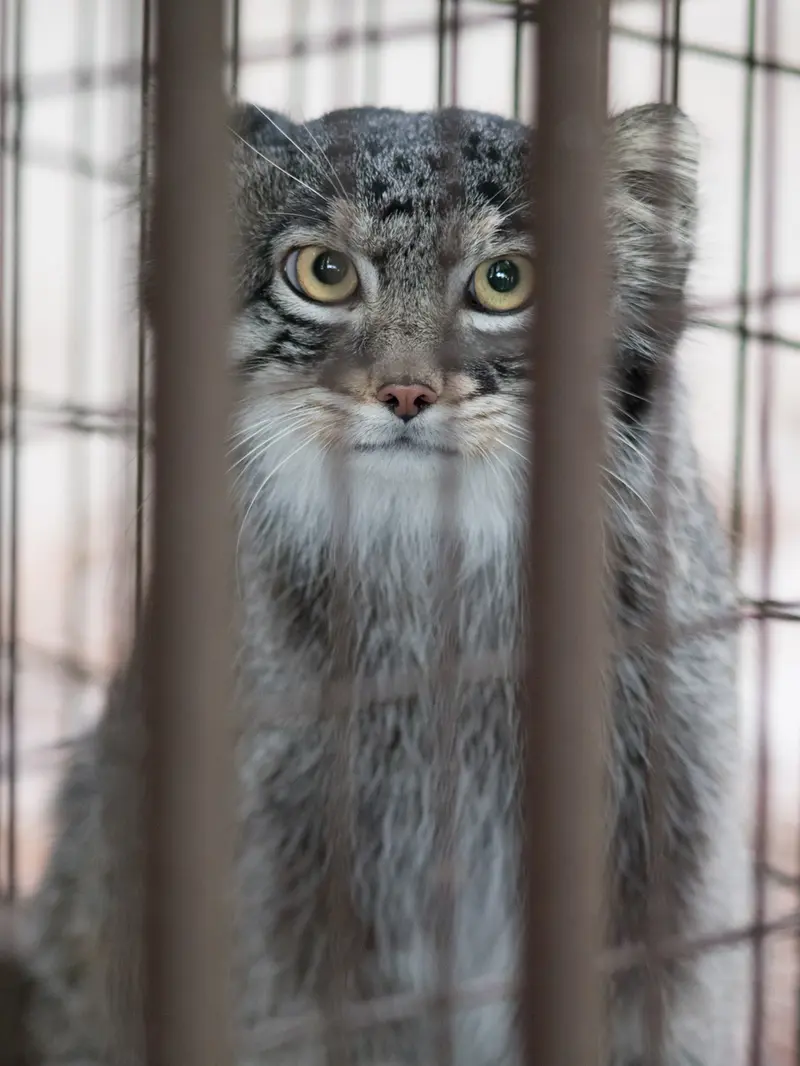 野毛山動物園のフィーガの写真