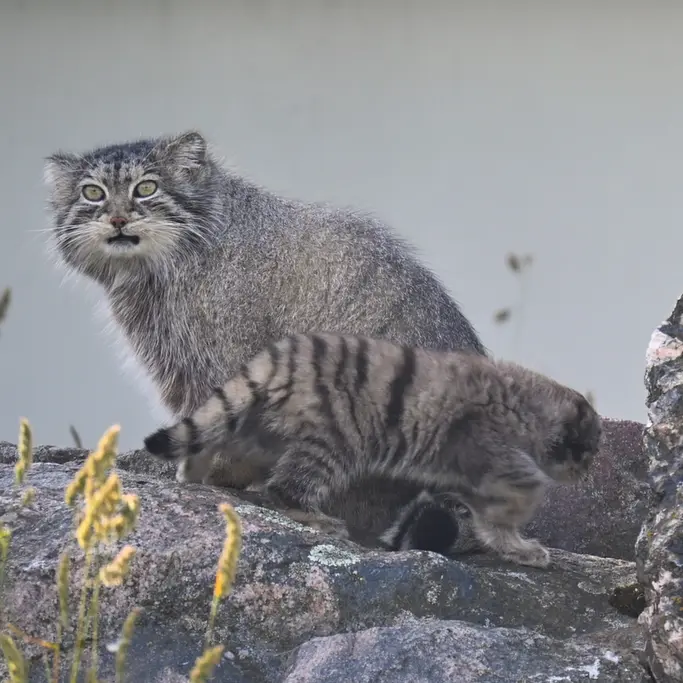 コルケアサーリ動物園のミミとサイミの写真