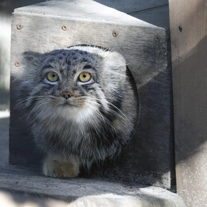 ノヴォシビルスク動物園のメンスの写真