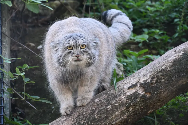 ジャルダン・デ・プラント動物園のコッリ・オッリの写真