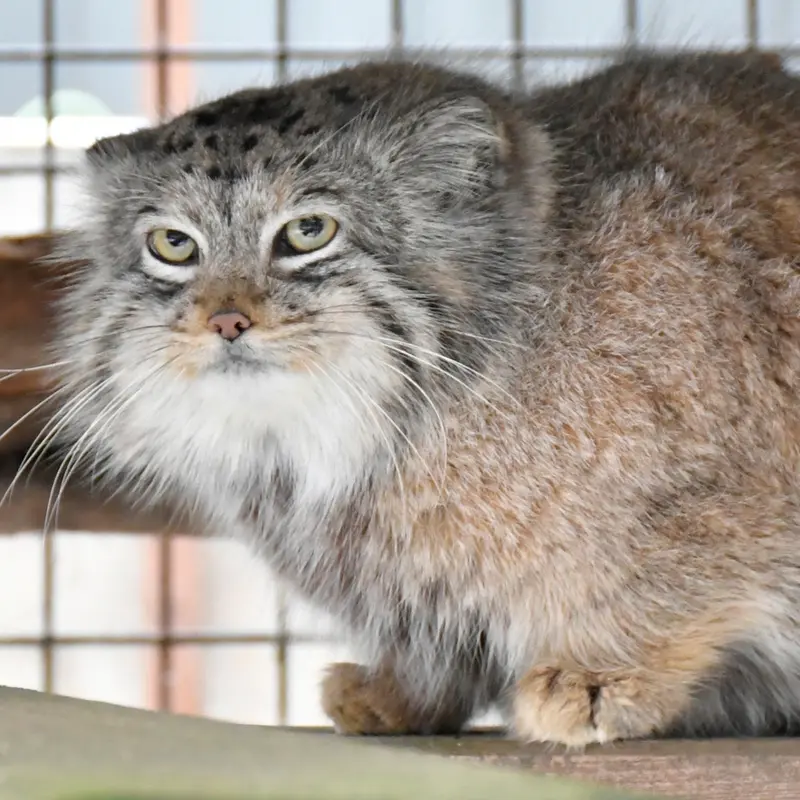 イフラヴァ動物園のシピエの子（2020年生まれ）の写真