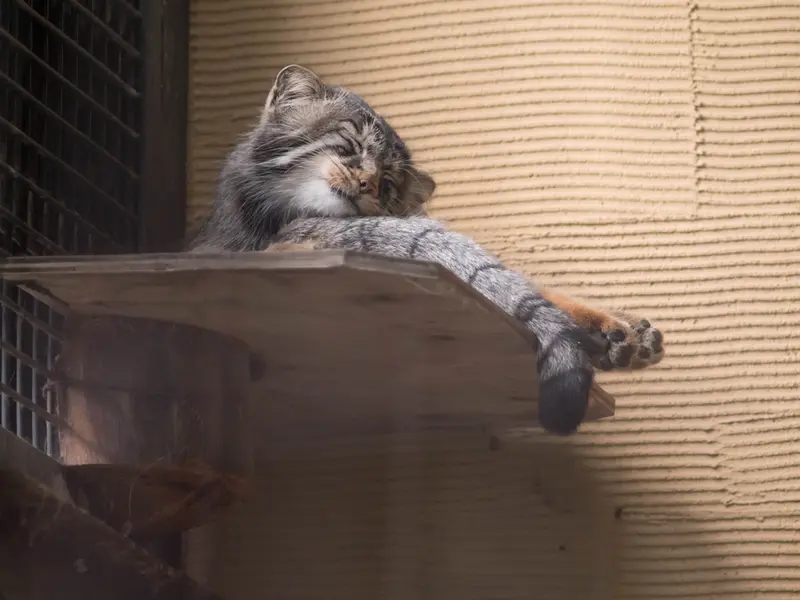 旭山動物園のヒデの写真