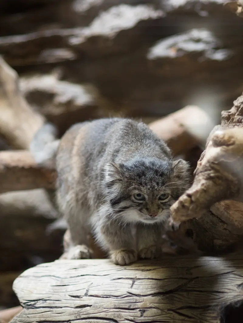 恩賜上野動物園のクリョンの写真