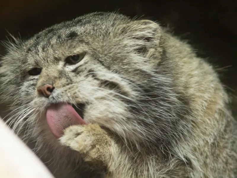 恩賜上野動物園のクリョンの写真