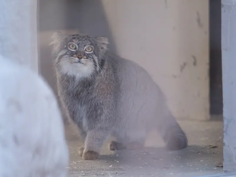 野毛山動物園のフィーガの写真