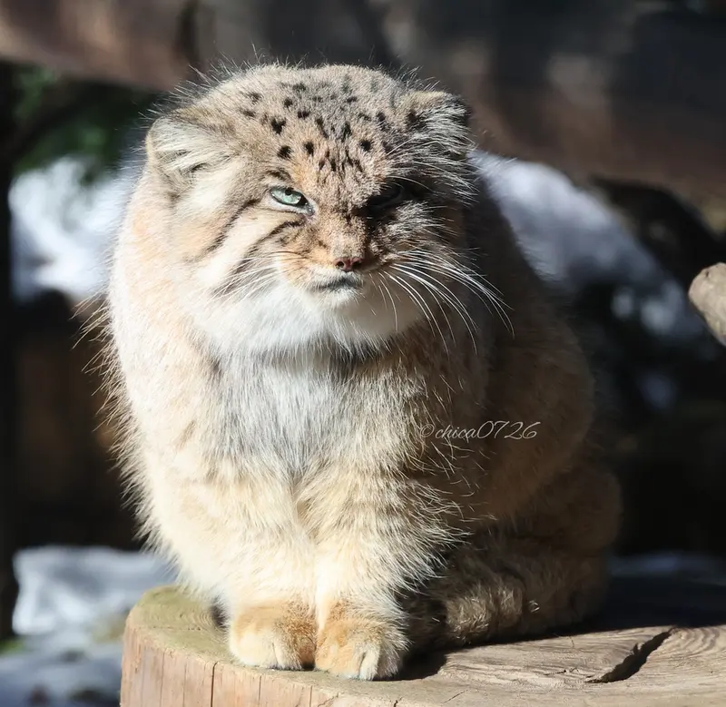那須どうぶつ王国のボルの写真