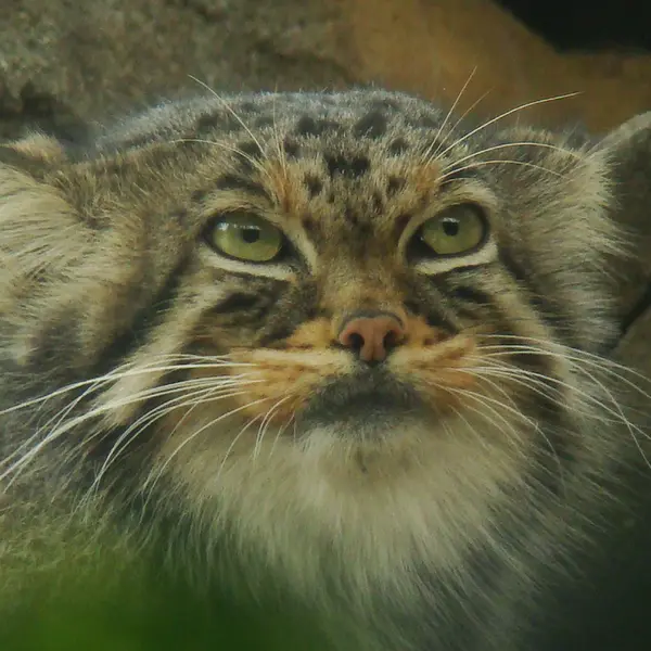 神戸市立王子動物園のモチの写真