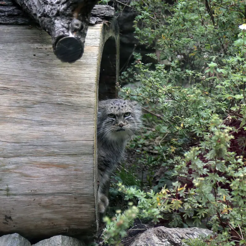 ヴロツワフ動物園のザリナの写真