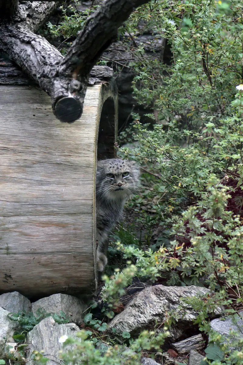 ヴロツワフ動物園のザリナの写真