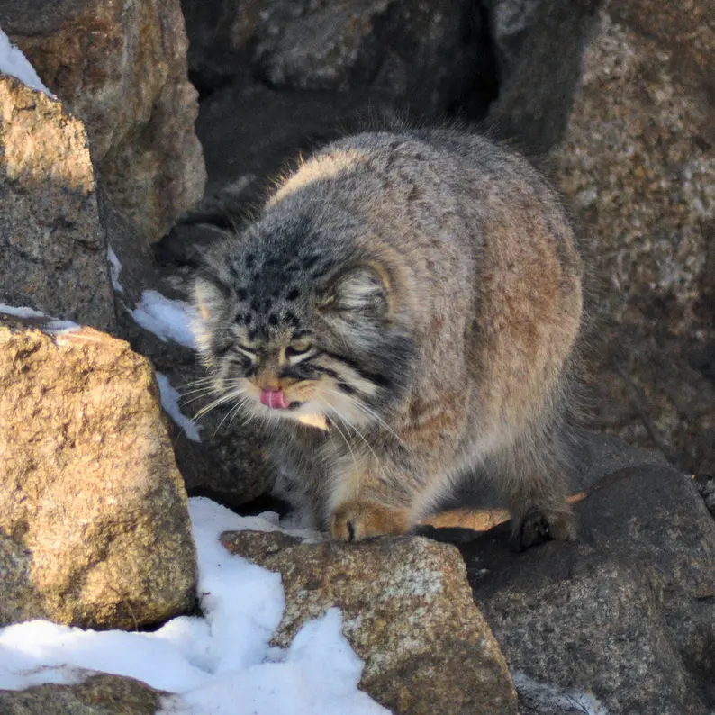 ゲルリッツ動物園のブルースの写真