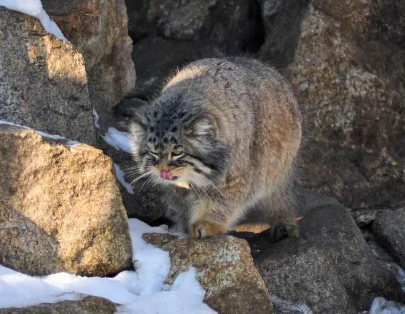 ゲルリッツ動物園のブルースの写真