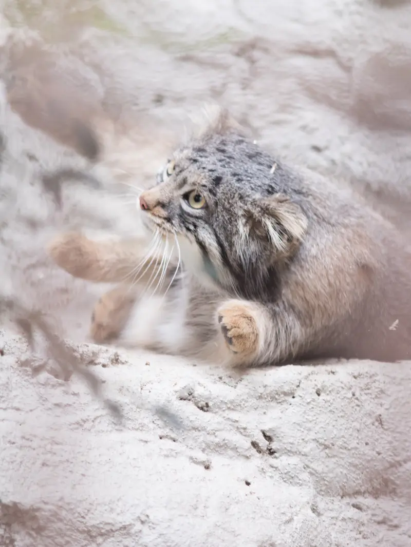 野毛山動物園のフィーガの写真