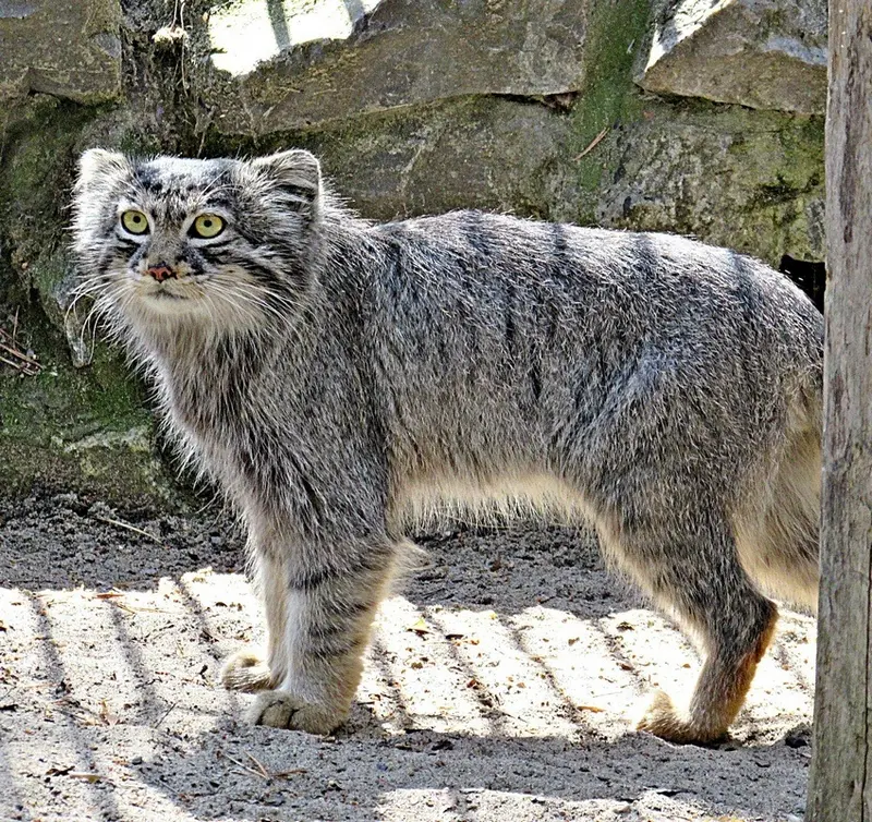 ノヴォシビルスク動物園のマヌルネコの写真