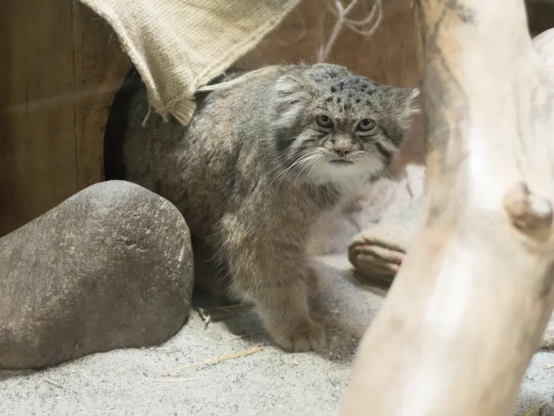 恩賜上野動物園のクリョンの写真
