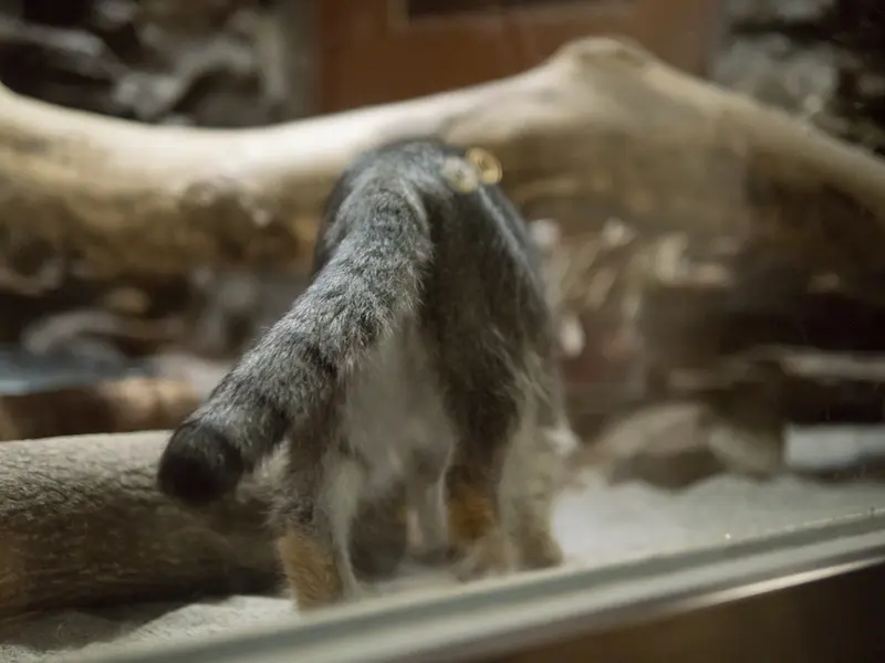 恩賜上野動物園のクリョンの写真