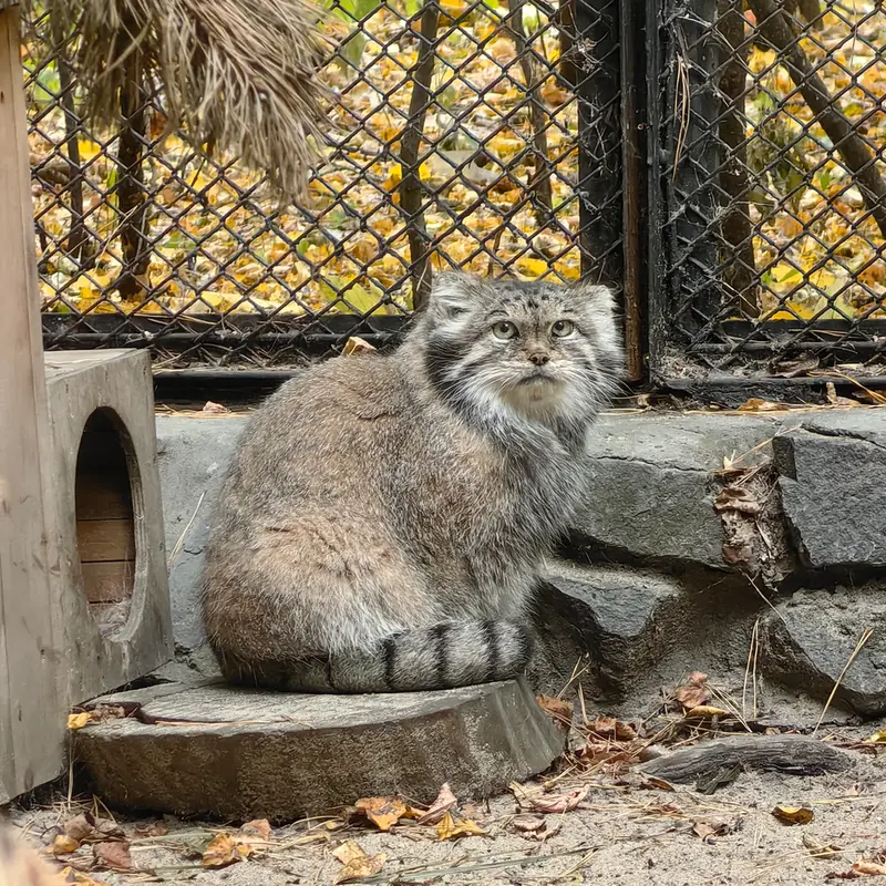 ノヴォシビルスク動物園のラストチカの写真