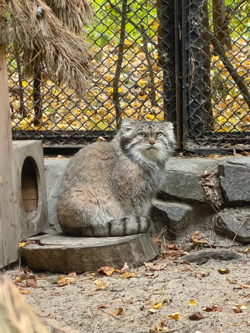 ノヴォシビルスク動物園のラストチカの写真