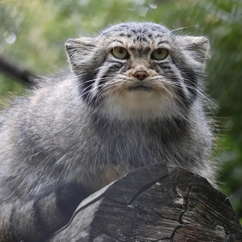 ノヴォシビルスク動物園のイヴの写真