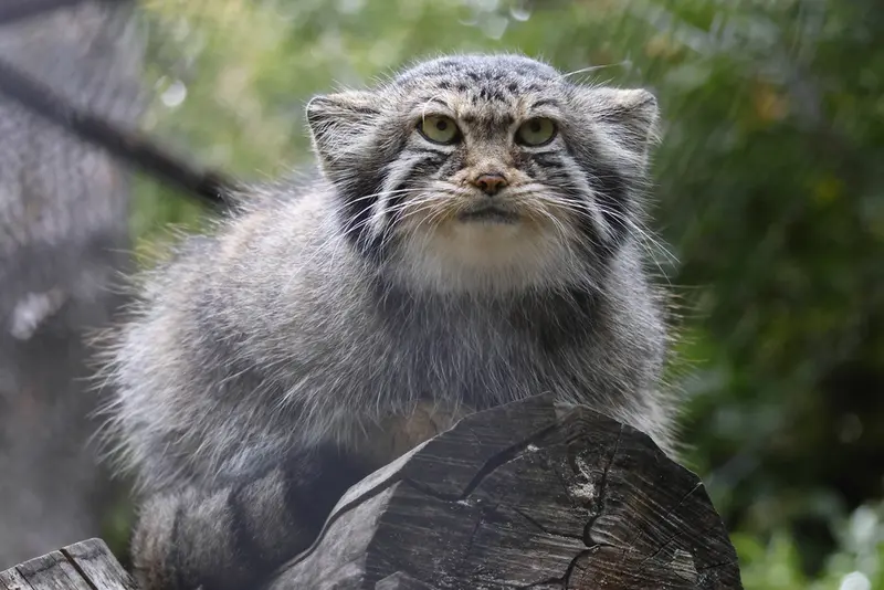 ノヴォシビルスク動物園のイヴの写真