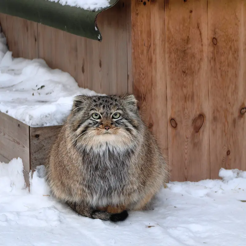 ノヴォシビルスク動物園のガビの写真