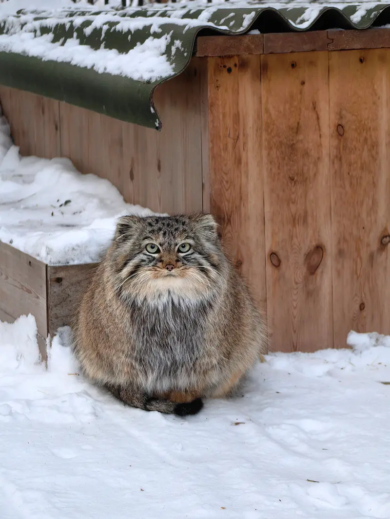 ノヴォシビルスク動物園のガビの写真
