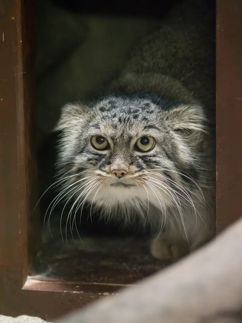 恩賜上野動物園のサフランの写真
