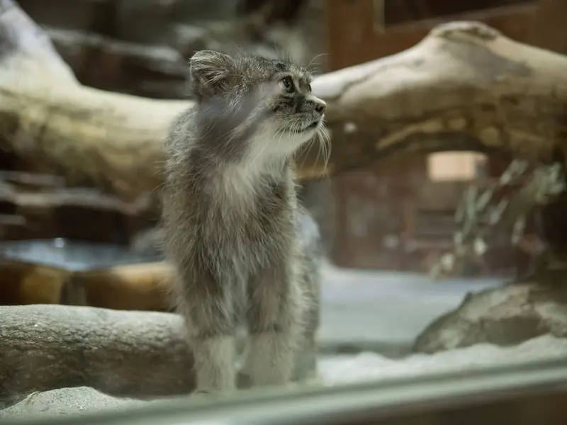 恩賜上野動物園のクリョンの写真