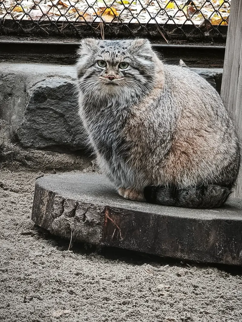 ノヴォシビルスク動物園のアデルの写真