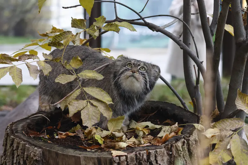モスクワ動物園のティモフェイの写真