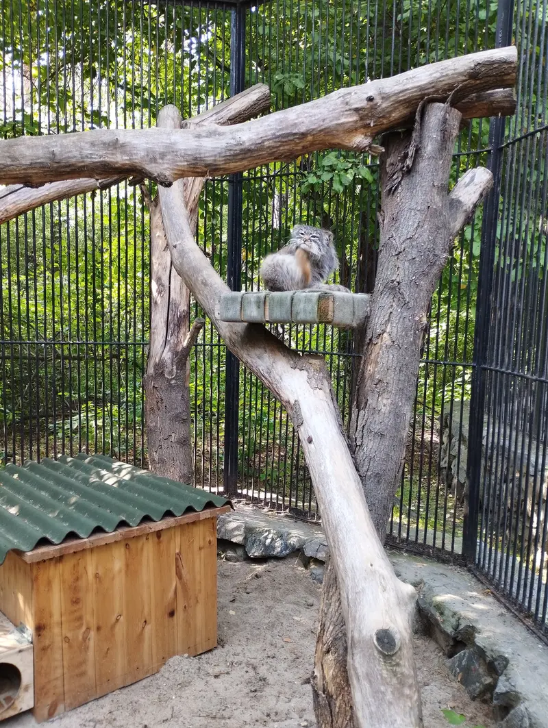 ノヴォシビルスク動物園のマヌルネコの写真
