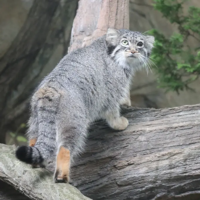 那須どうぶつ王国のアブリコースの写真