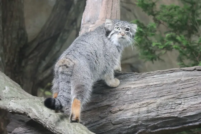 那須どうぶつ王国のアブリコースの写真