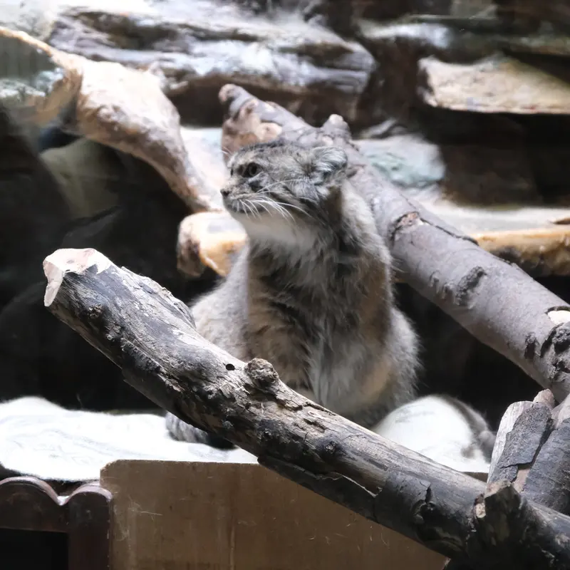 恩賜上野動物園のマヌルネコの写真