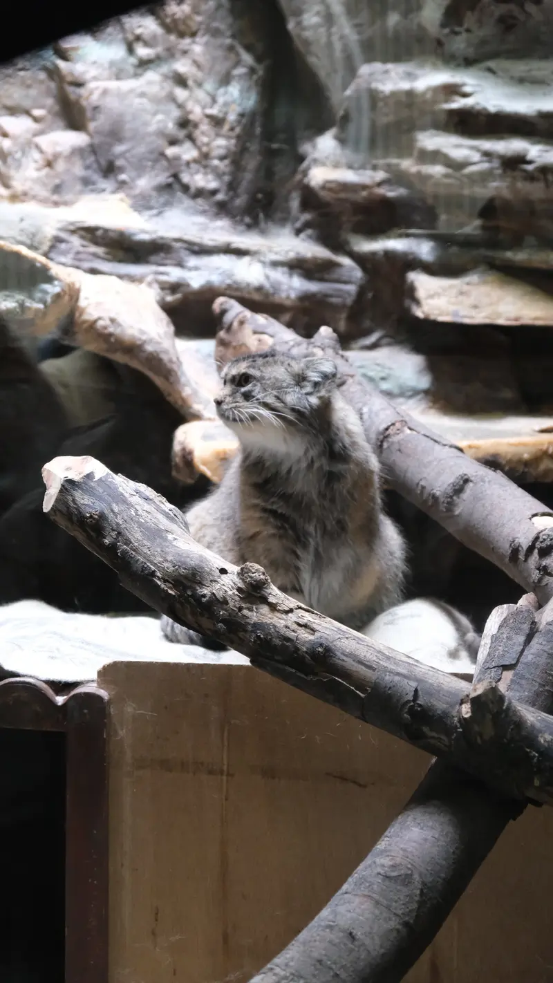 恩賜上野動物園のマヌルネコの写真