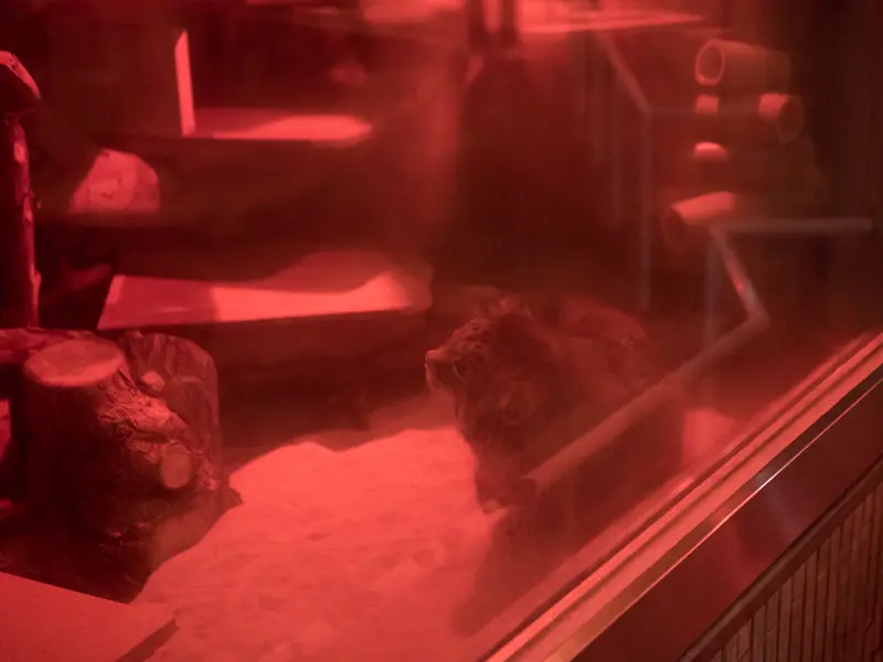恩賜上野動物園のナイマの写真