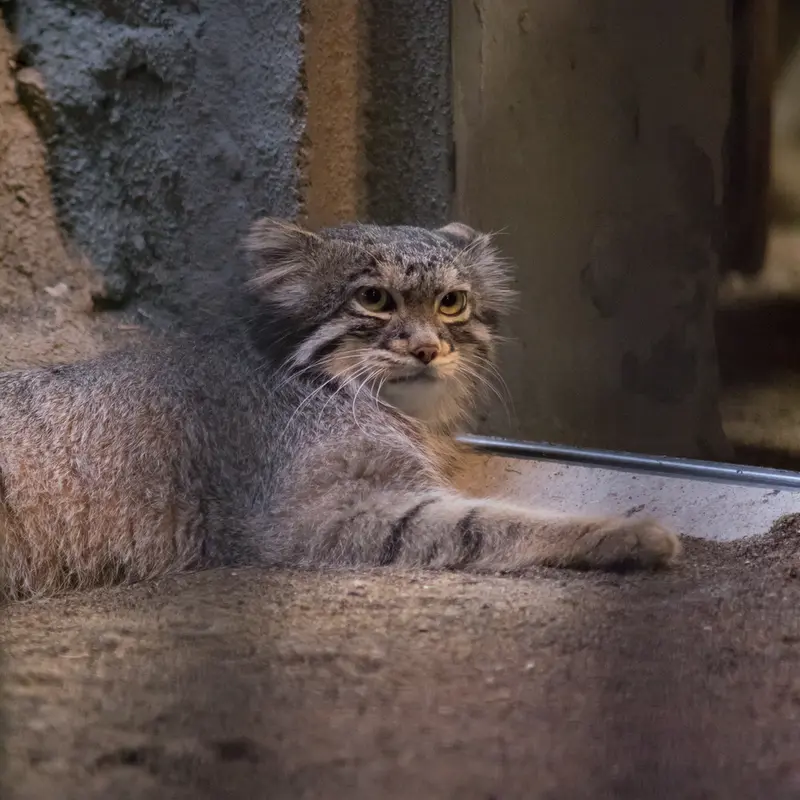 野毛山動物園のフィーガの写真