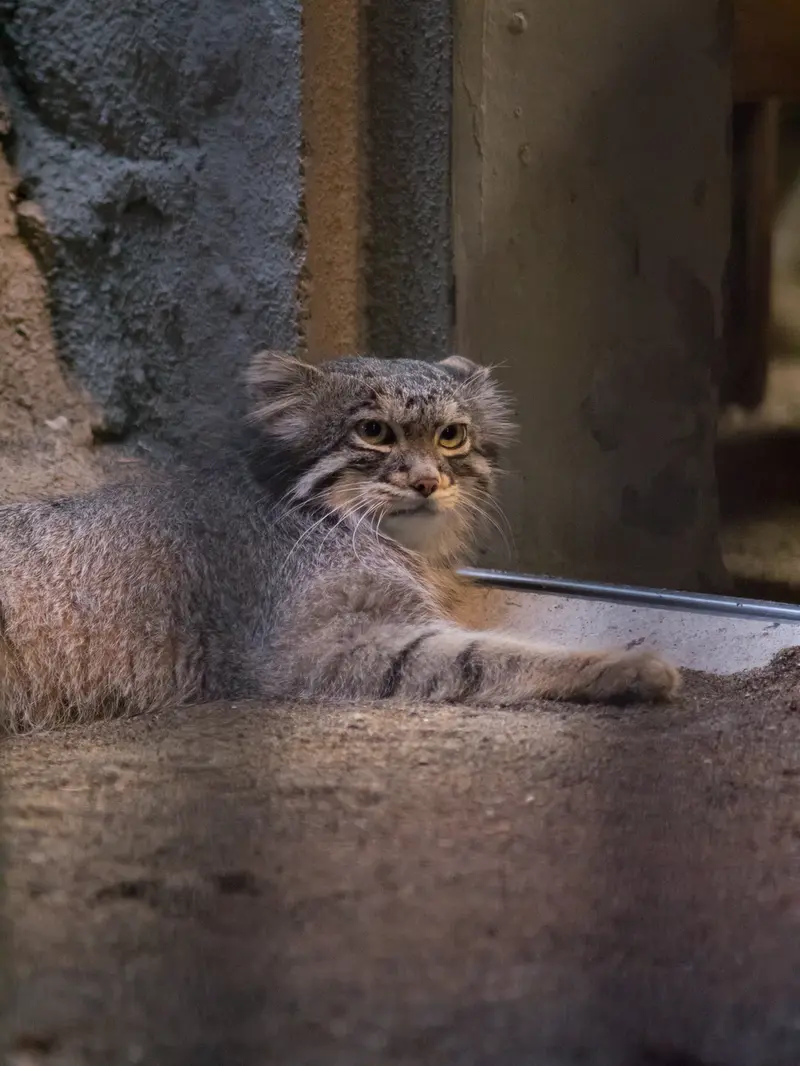 野毛山動物園のフィーガの写真