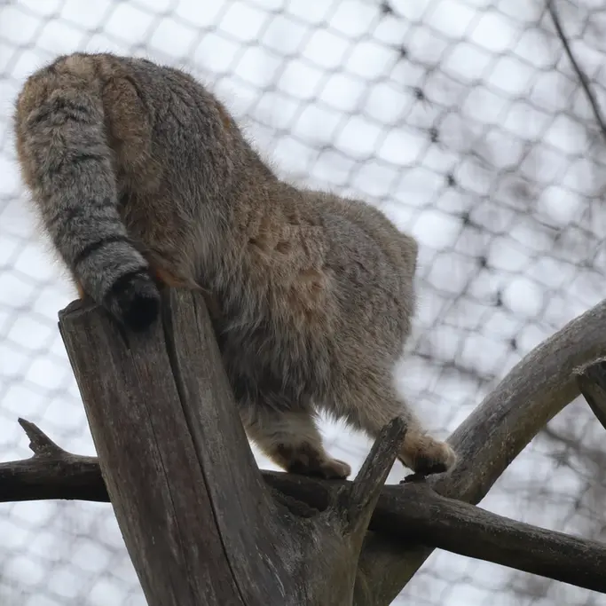 コルケアサーリ動物園のアルカスの写真