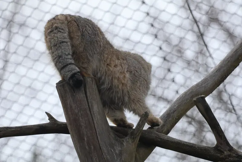 コルケアサーリ動物園のアルカスの写真