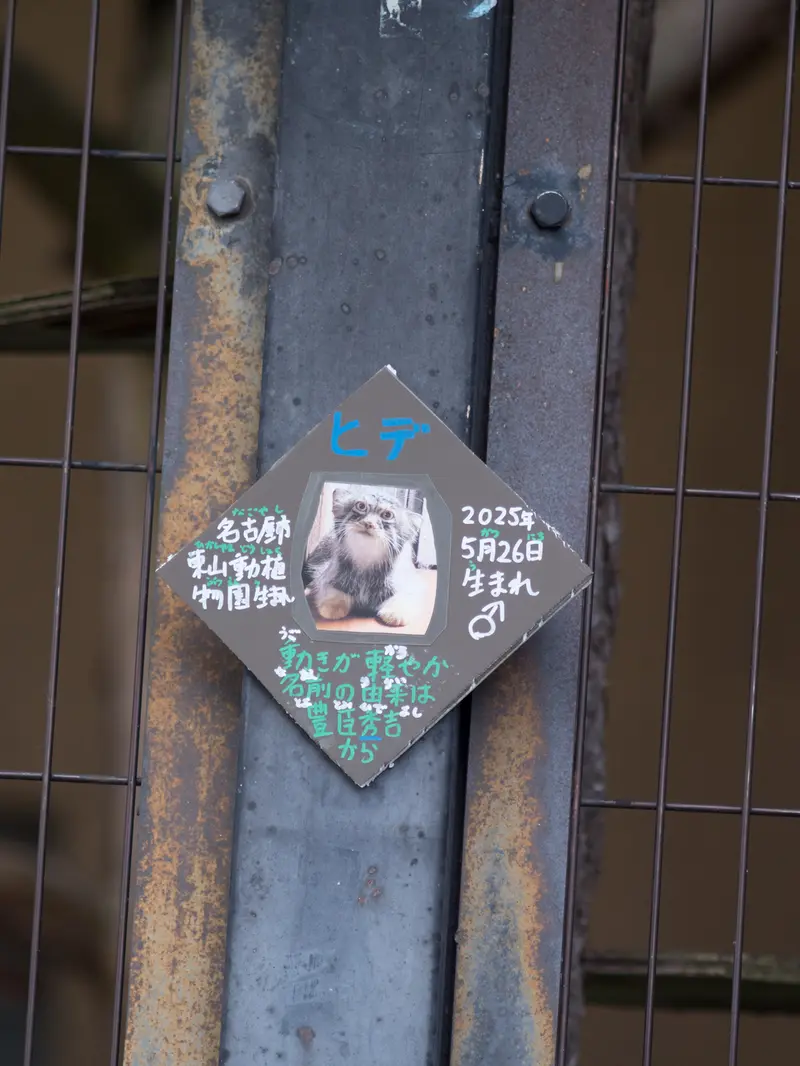 旭山動物園のヒデの写真