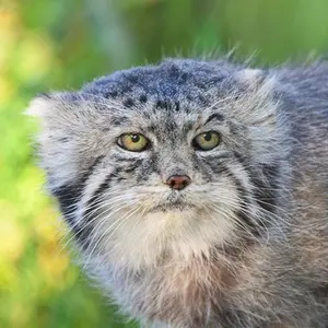 カルガリー動物園 / ワイルダー研究所のマヌルネコのイゴール
